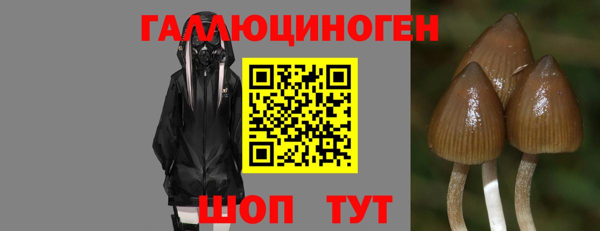 Галлюциногенные грибы Psilocybe  Вход с VPN  Шадринск 